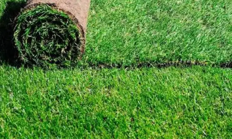 Karpet bermuda grass, Sumber: gstatic.com