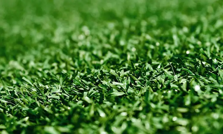 Spring grass carpet, Sumber: amazon.nl